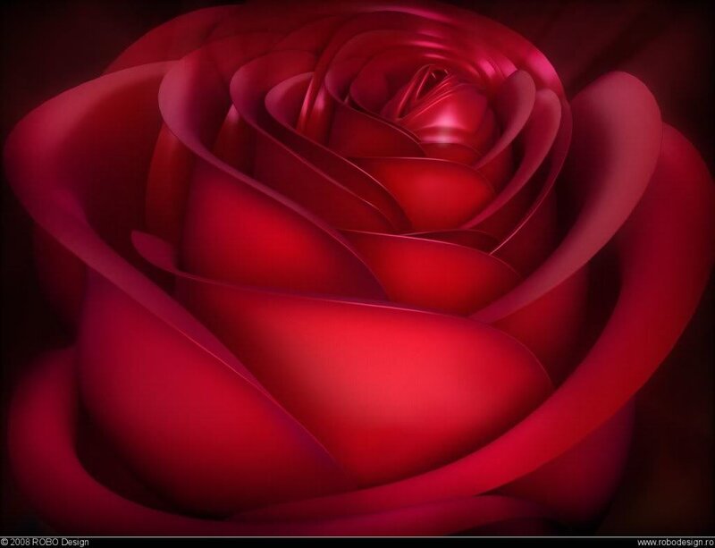 Close-up of a red rose