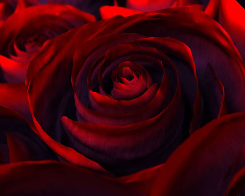 Close-up of a red rose
