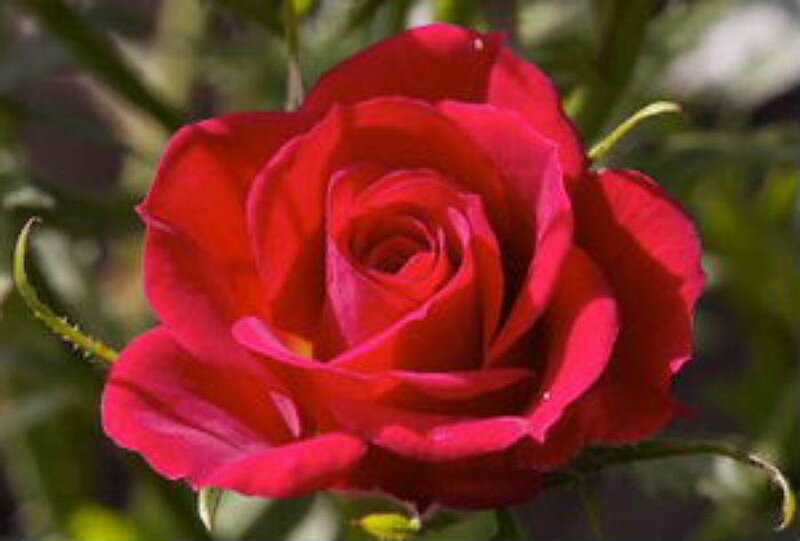 close-up of a red rose