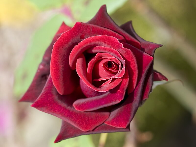 Close-up of a red rose