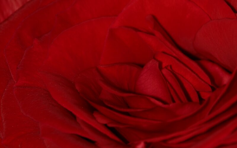 close-up of a red rose