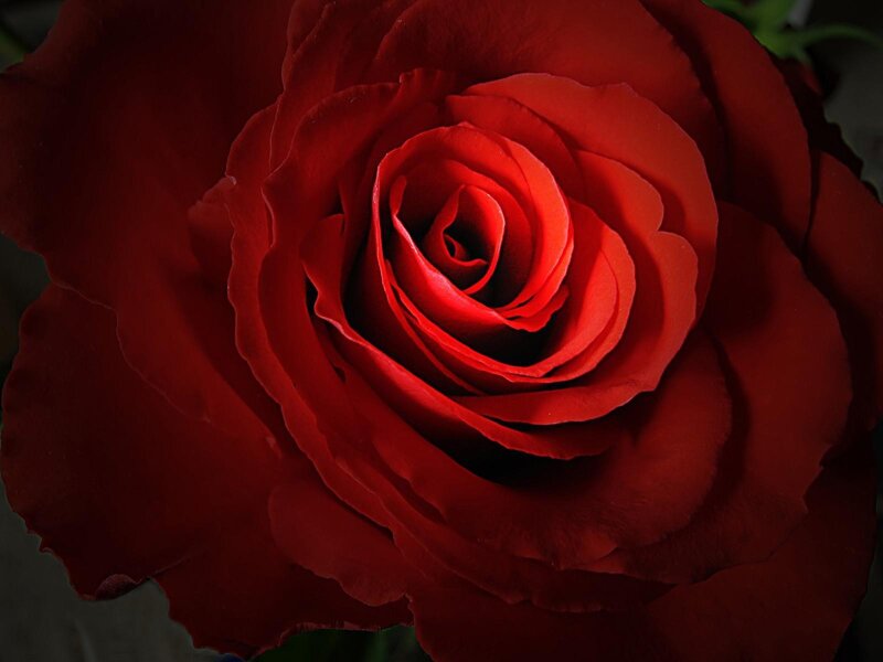 Close-up of a red rose