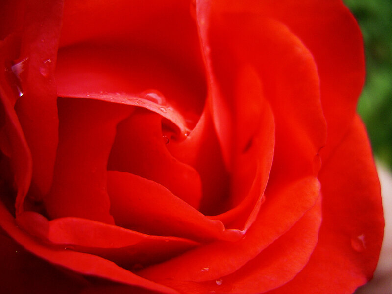 Close-up of a red rose