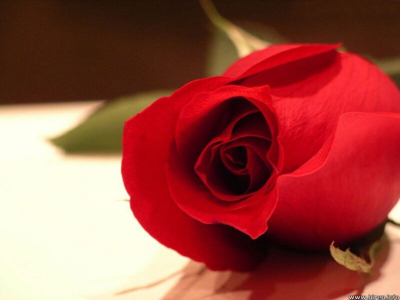 Close-up of a red rose