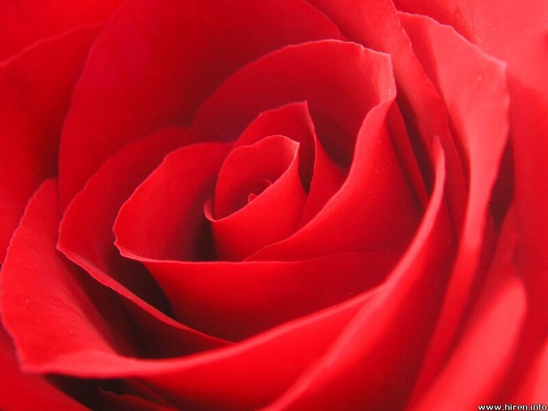 Close-up of a red rose