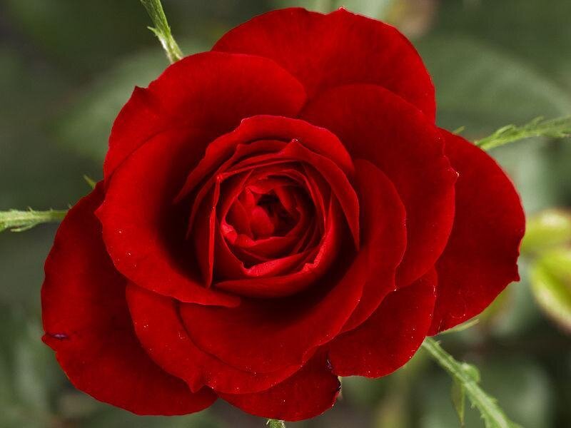 close-up of a red rose