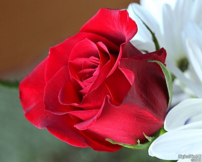 Close-up of a red rose