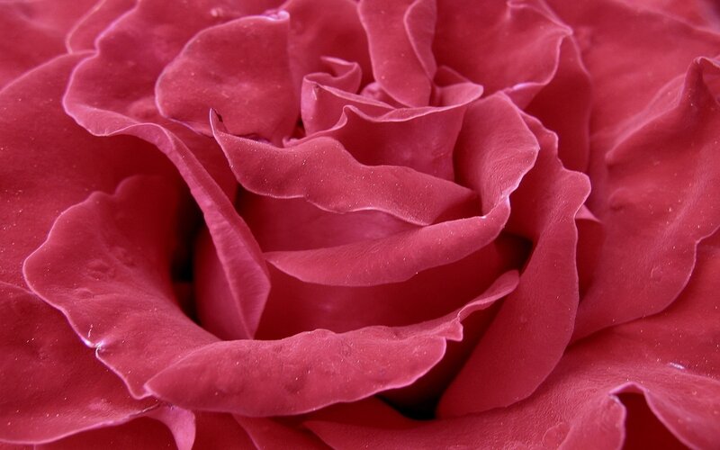 close-up of a red rose