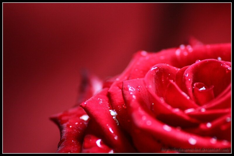 Close-up of a red rose