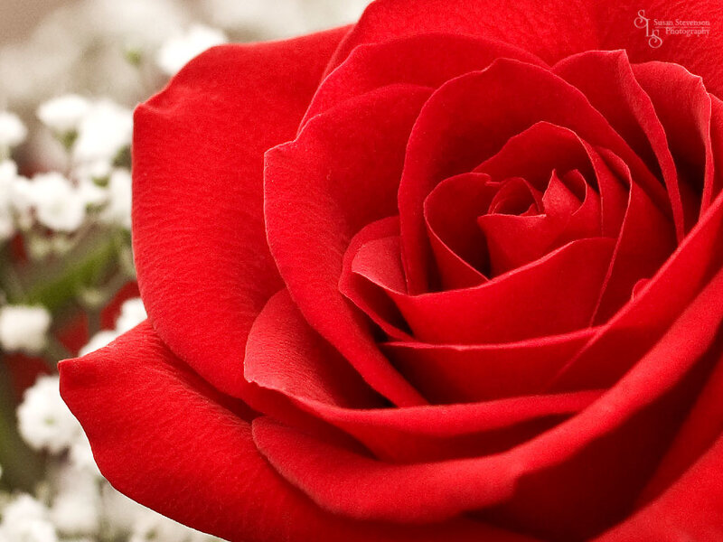 Close-up of a red rose
