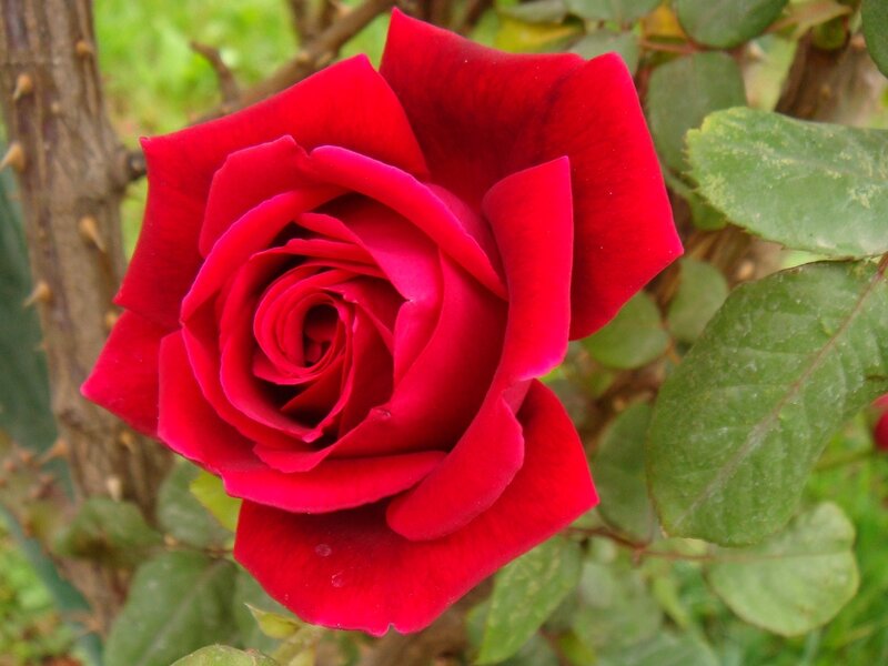 close-up of a red rose