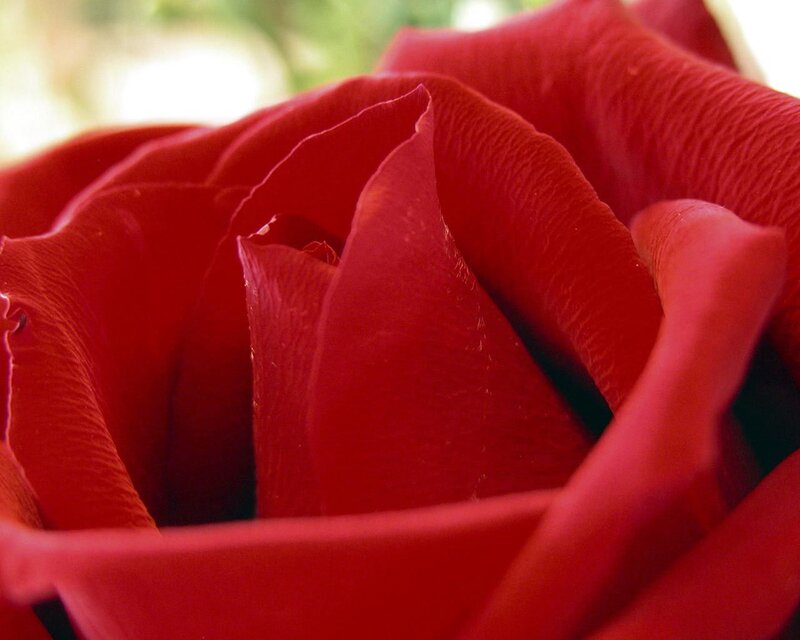 Close-up of a red rose