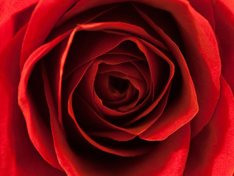 close-up of a red rose