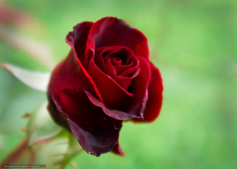 Close-up of a red rose