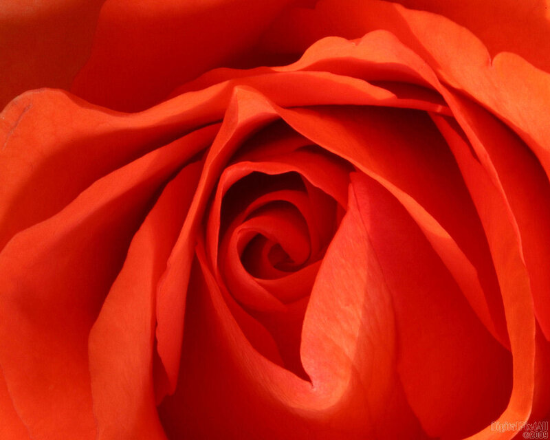Close-up of a red rose