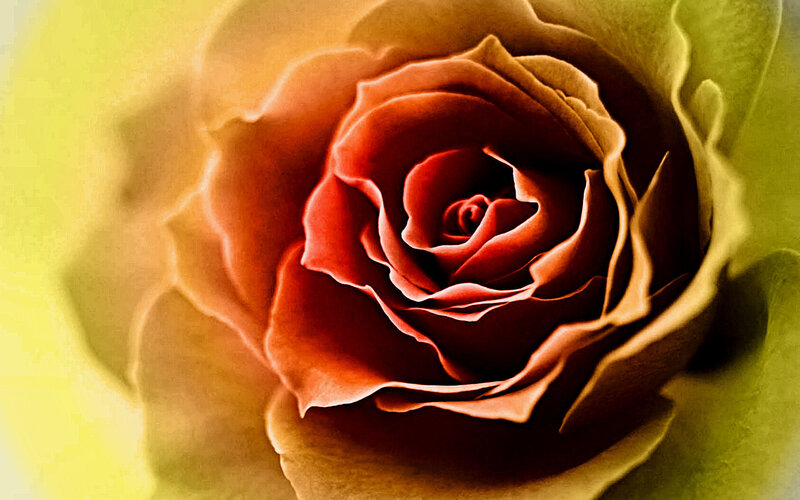 close-up of a red rose