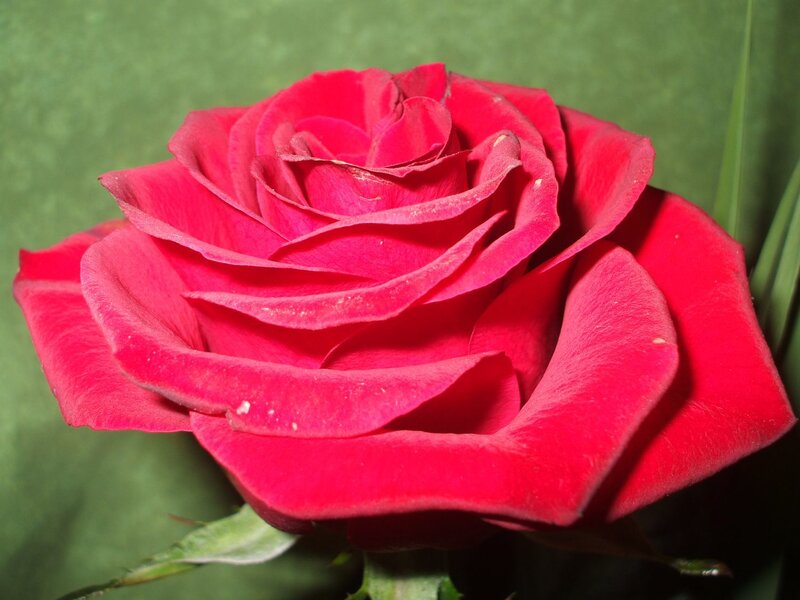 close-up of a red rose