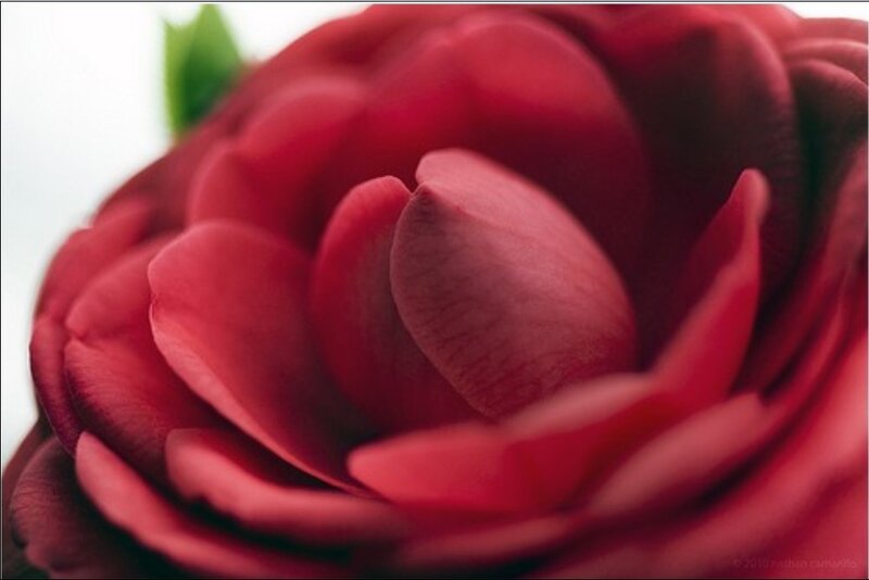close-up of a red rose