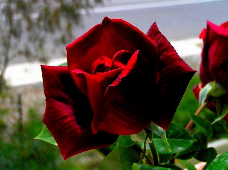 Close-up of a red rose