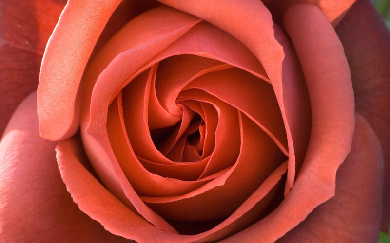 close-up of a red rose
