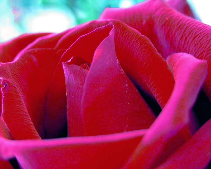 close-up of a red rose