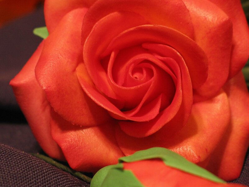Close-up of a red rose