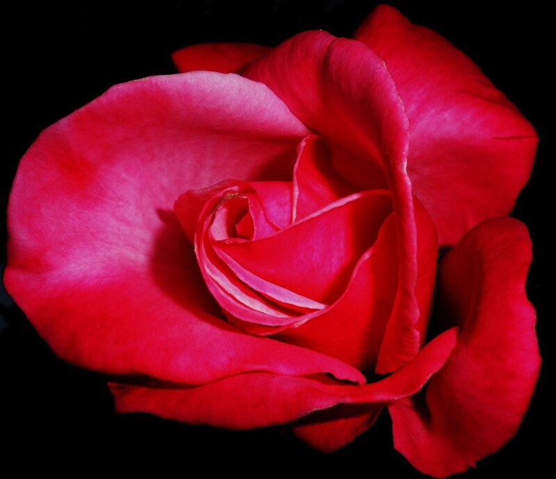 Close-up of a red rose