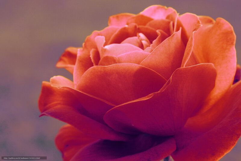 Close-up of a red rose