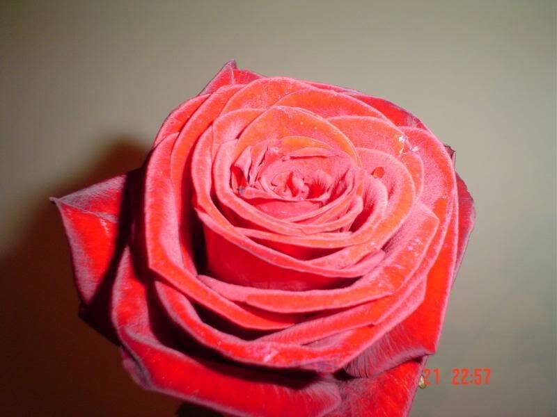 close-up of a red rose