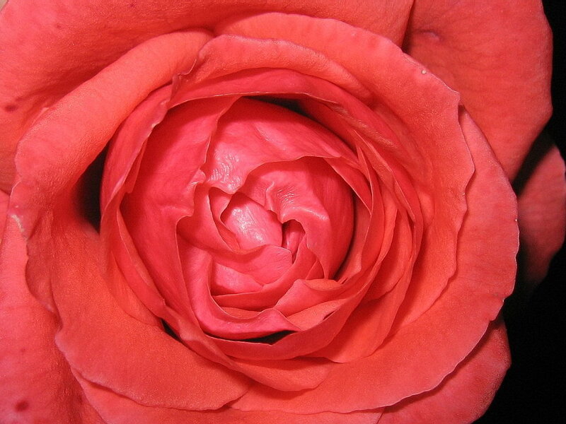 Close-up of a red rose