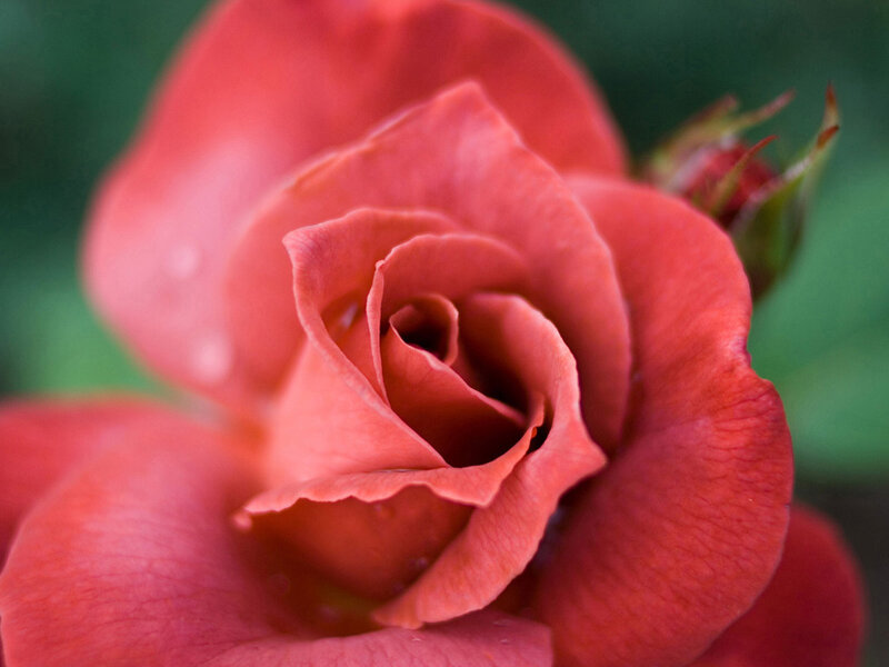 Close-up of a red rose