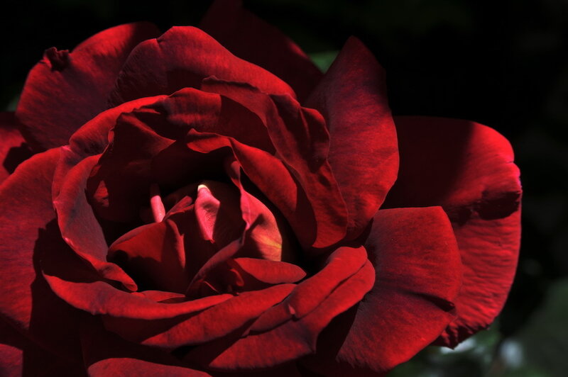Close-up of a red rose