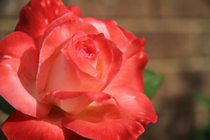 Close-up of a red rose