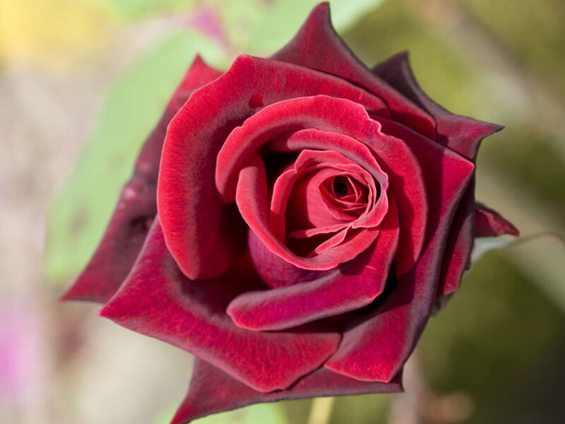 close-up of a red rose
