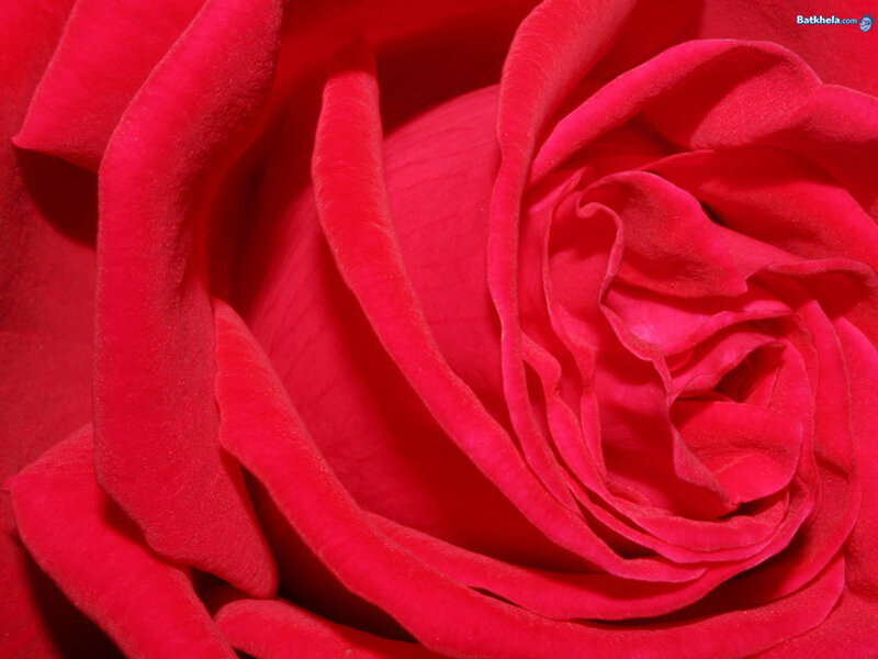 Close-up of a red rose