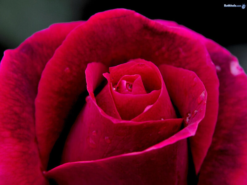 Close-up of a red rose