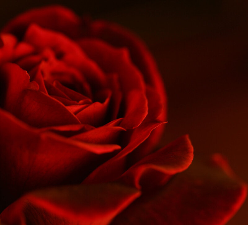 Close-up of a red rose