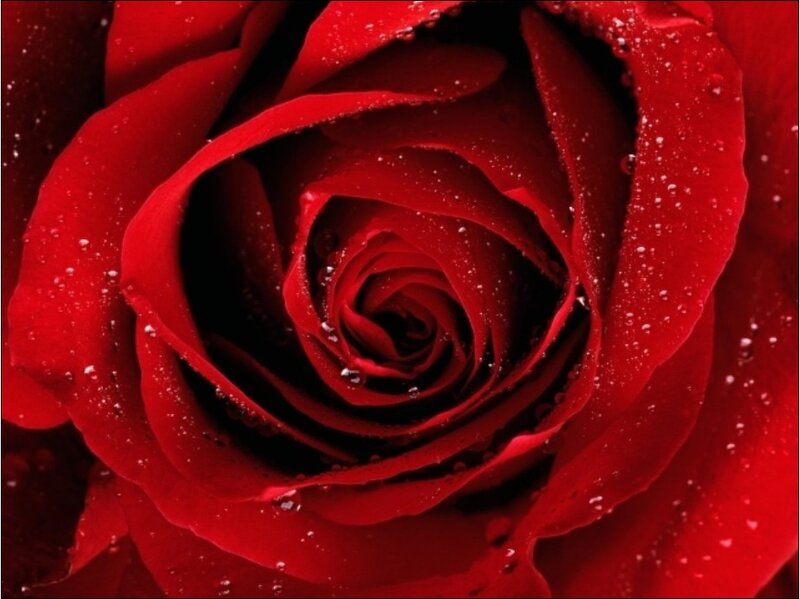 Close-up of a red rose