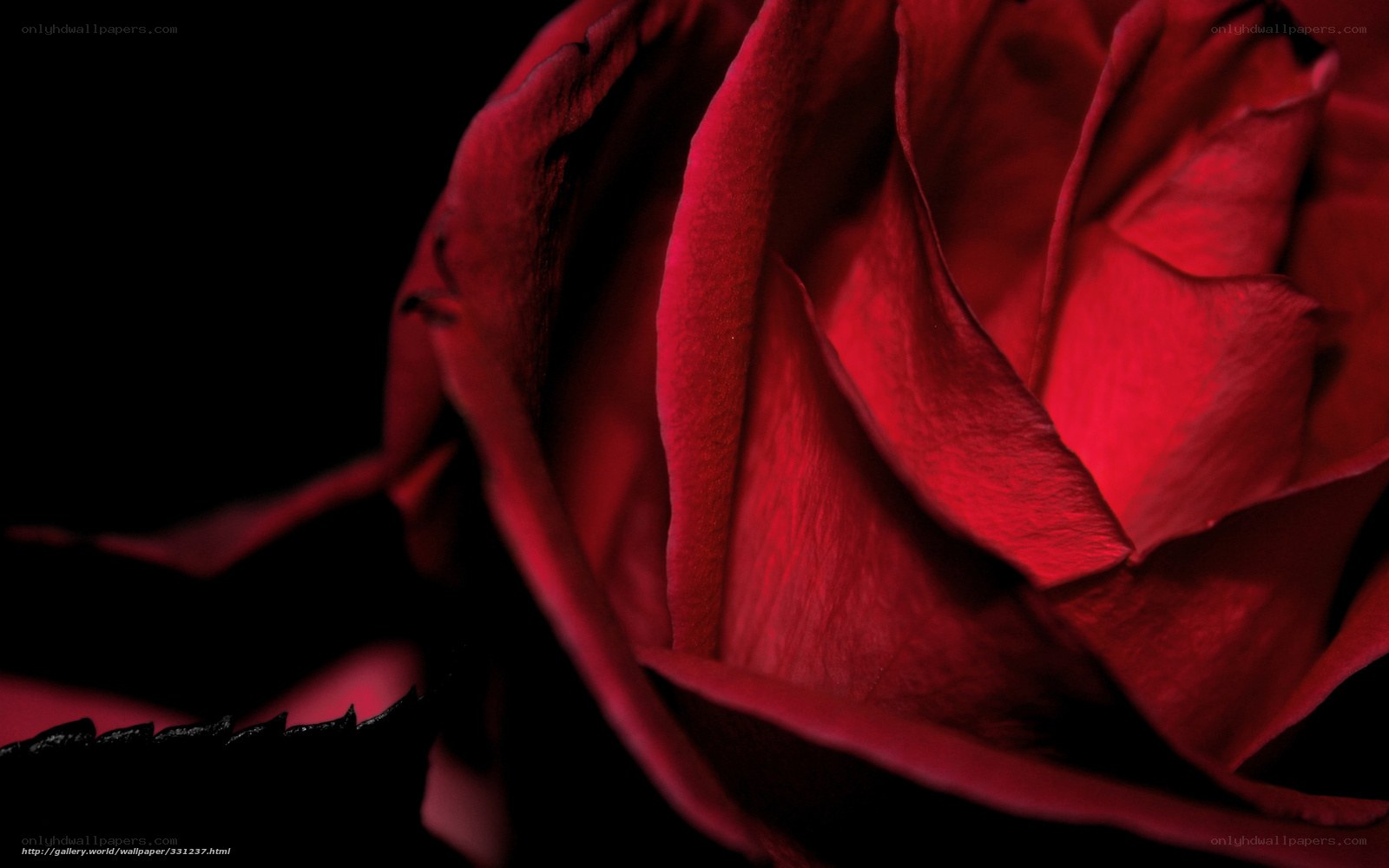 Close-up of a red rose