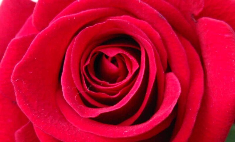 close-up of a red rose