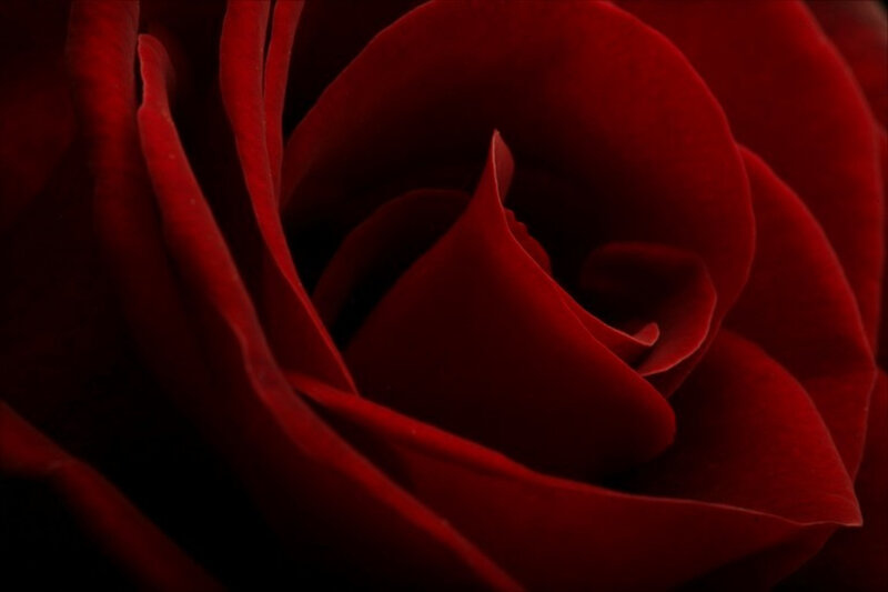 Close-up of a red rose