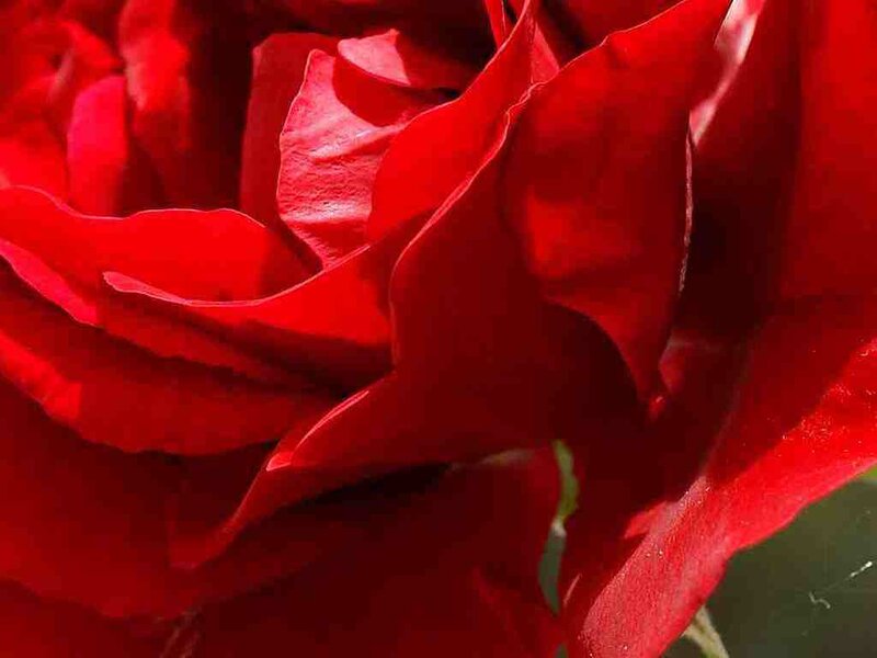 close-up of a red rose