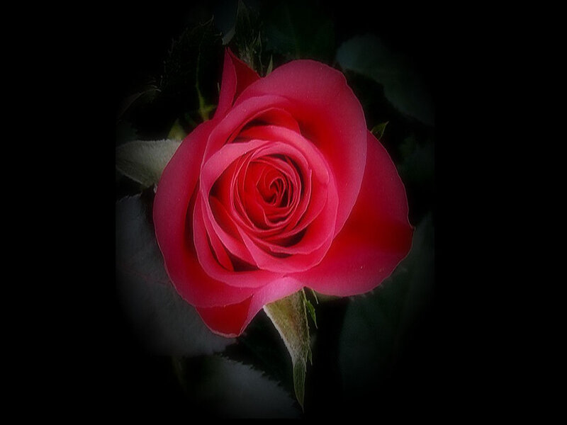 Close-up of a red rose