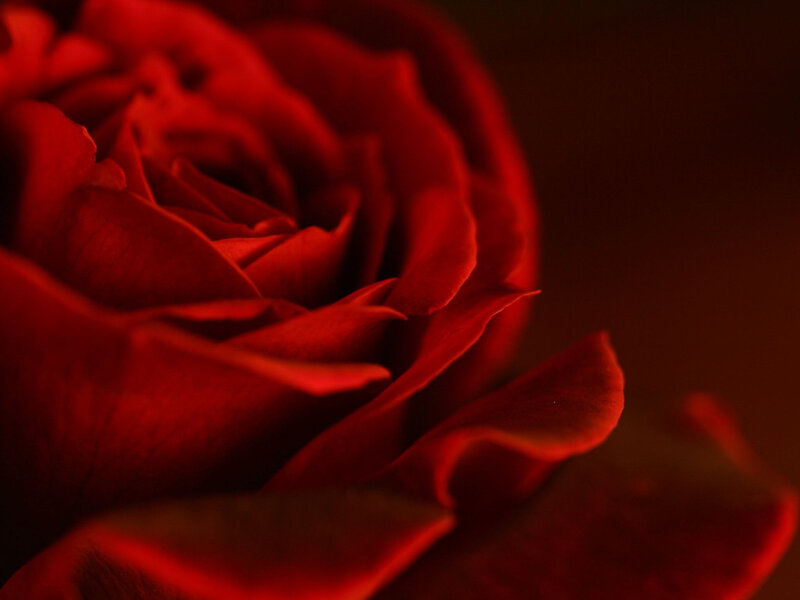 close-up of a red rose