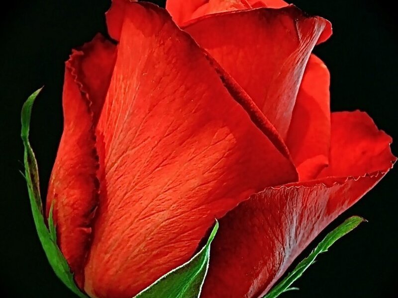 close-up of a red rose