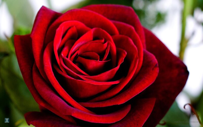 Close-up of a red rose