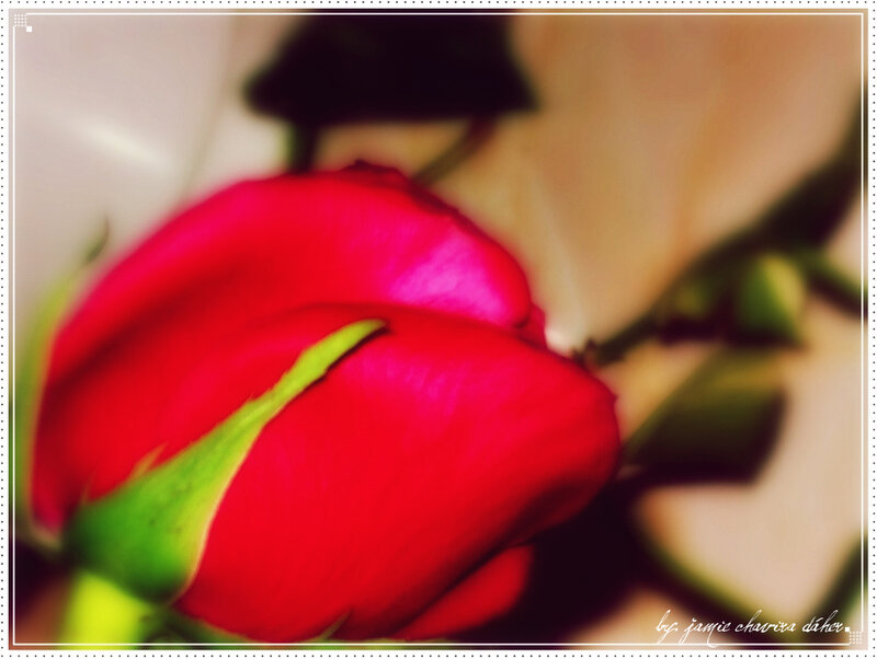 close-up of a red rose