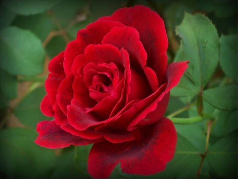 close-up of a red rose