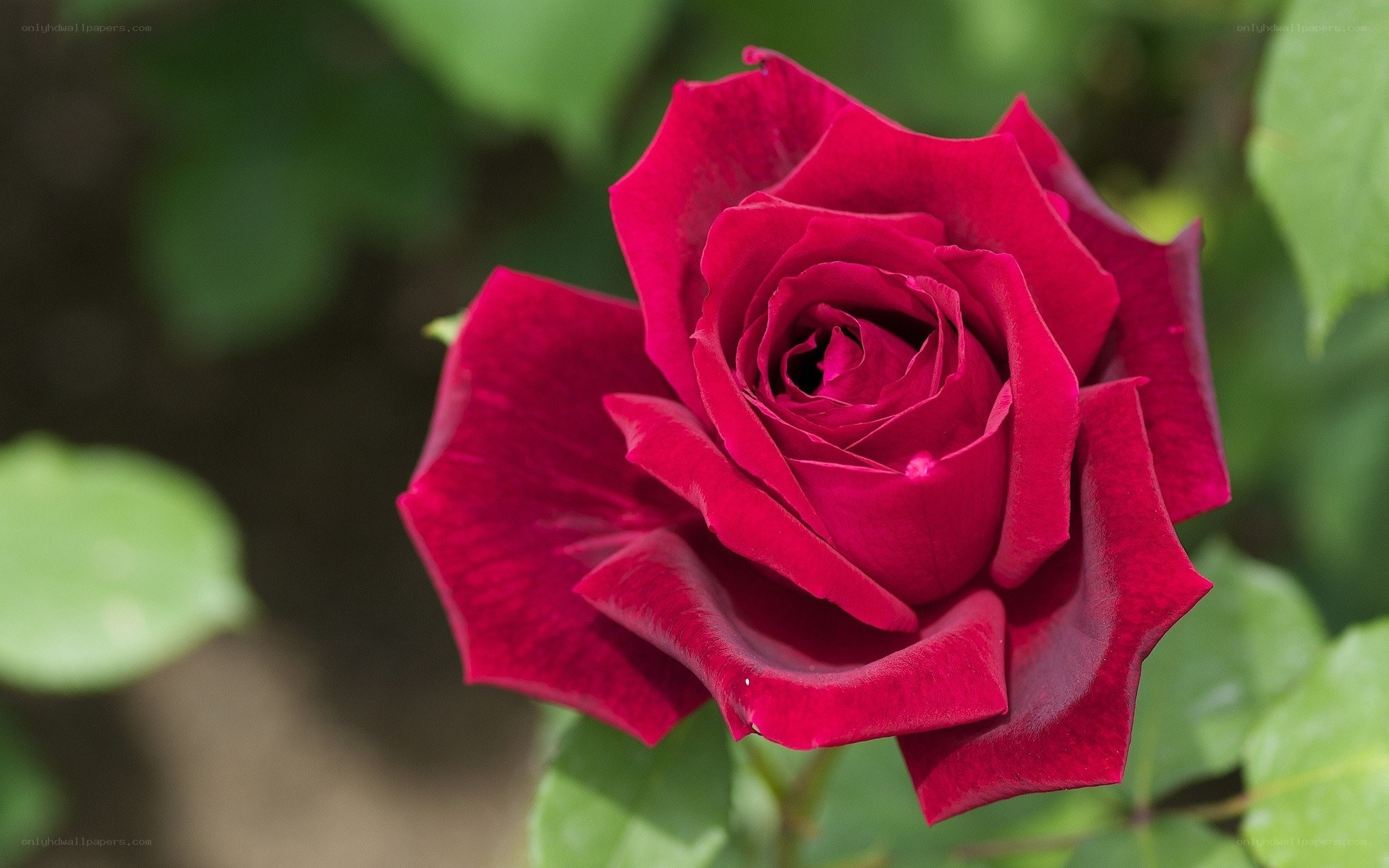 Close-up of a red rose