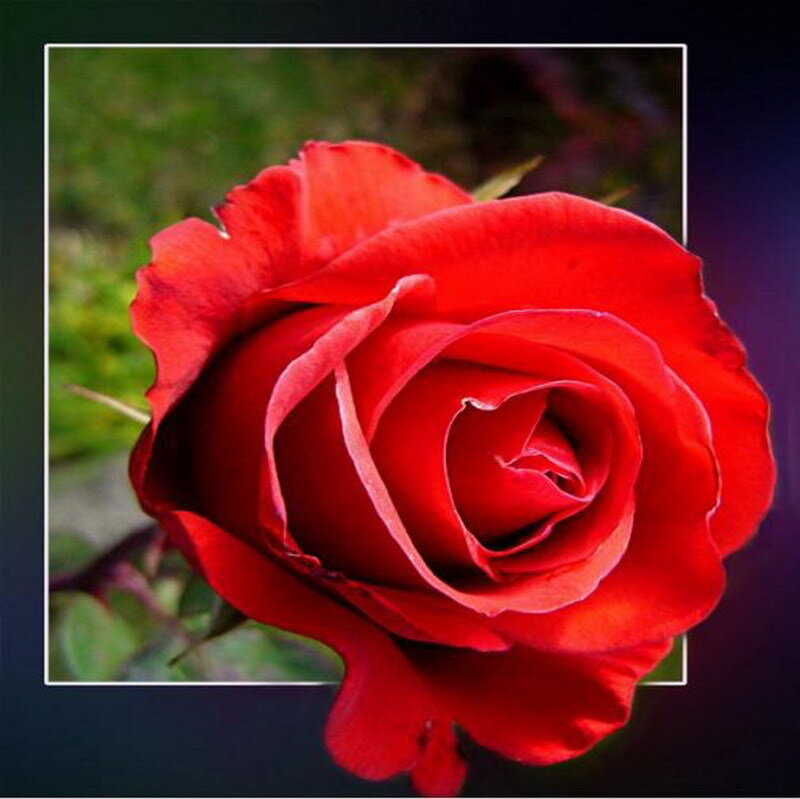 close-up of a red rose